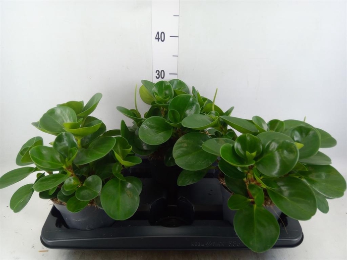 <h4>Peperomia obt. 'Green Gold'</h4>