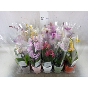 Phalaenopsis   ...