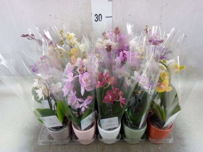 <h4>Phalaenopsis   ...</h4>