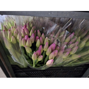 Tulpes LT Ryškiai rožinės