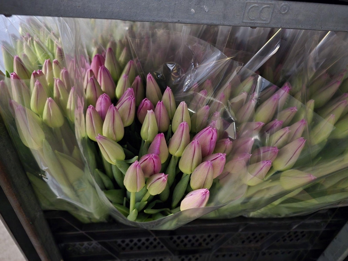 <h4>Tulpes LT Ryškiai rožinės</h4>