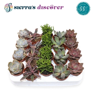 Discover® - Sevilla Succulents Mix (Deluxe)