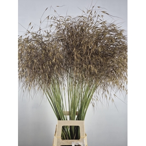 STIPA GIGANTEA