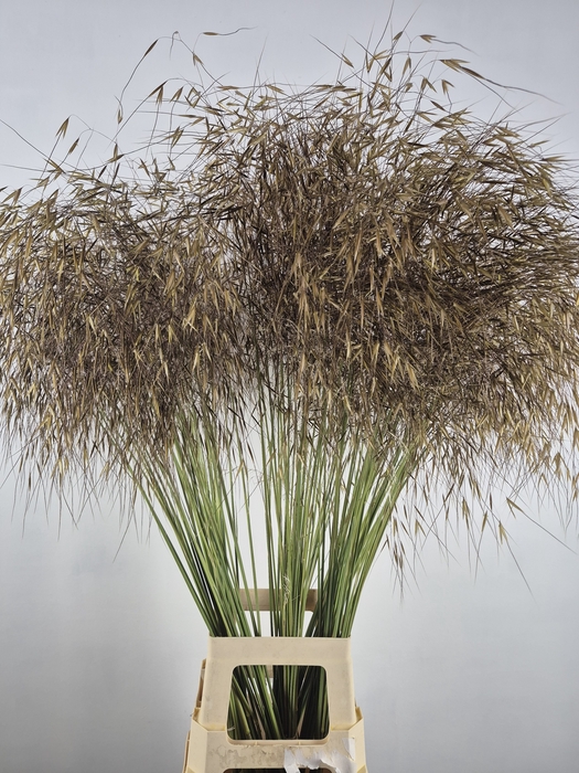 <h4>STIPA GIGANTEA</h4>