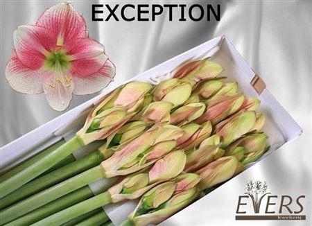 <h4>Hipp Exception</h4>