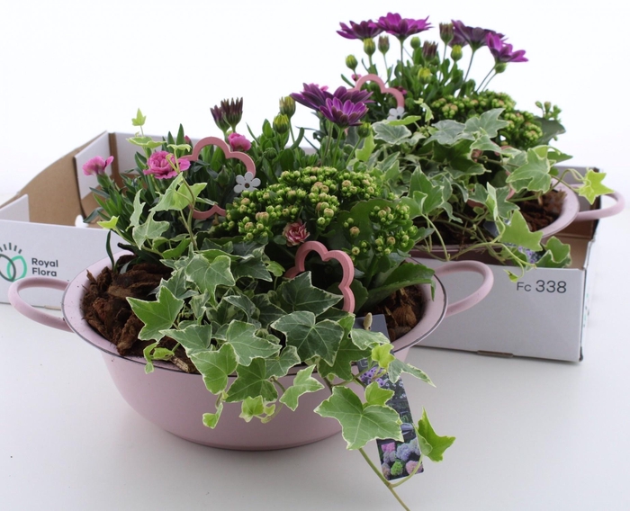 <h4>ARR TUINPLANTEN</h4>