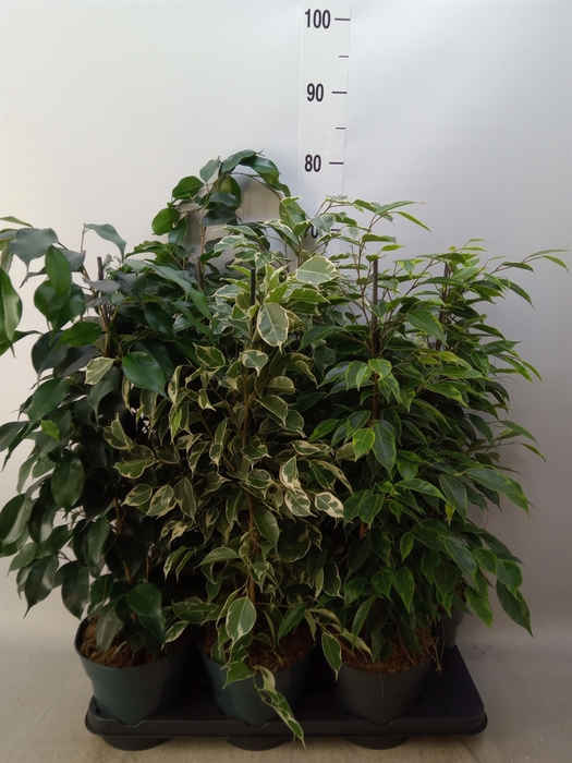 <h4>Ficus benja.   ...mix</h4>