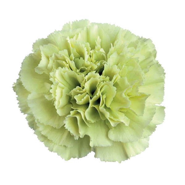 <h4>DI ST PRADO MINT</h4>