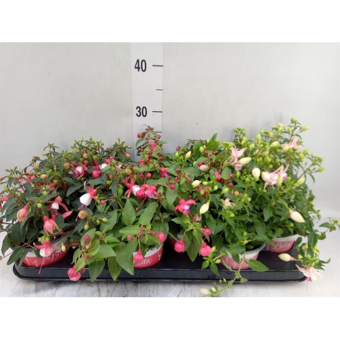 <h4>Fuchsia  'Bella Fuchsia'  ..mix</h4>