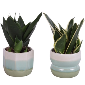 Sansevieria Compacta mix Ø09cm in Ø11cm Ceramic FB675