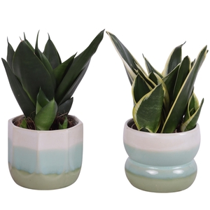 Sansevieria Compacta mix Ø09cm in Ø11cm Ceramic FB675