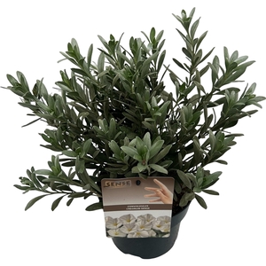 Convolvulus cneorum sense