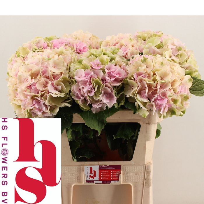 <h4>HYDR M CH VERENA CL</h4>
