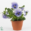 viola wittrockiana blauw /wit