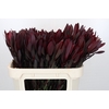 Leucadendron Saf Sunset Dark Red