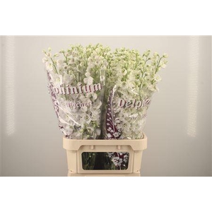 Delph El Dewi Siberia White