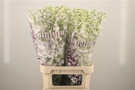 <h4>Delph El Dewi Siberia White</h4>