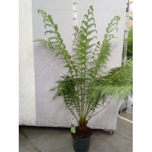 Dicksonia antarctica