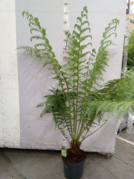 <h4>Dicksonia antarctica</h4>