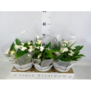 Anthurium andr. 'White Champion'