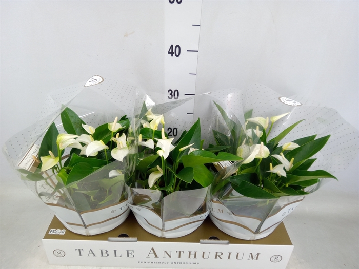 <h4>Anthurium andr. 'White Champion'</h4>