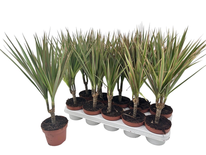 <h4>Dra Marg Bicolor</h4>