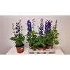 Delphinium Blue