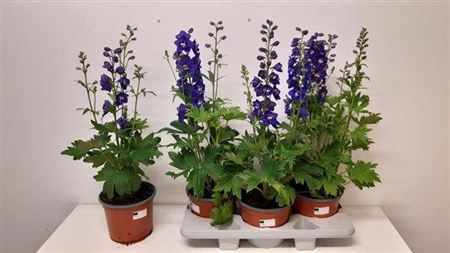 Delphinium Blue