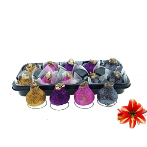 BLOEMBOL HIPPEASTRUM