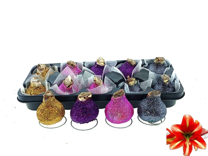 <h4>BLOEMBOL HIPPEASTRUM</h4>