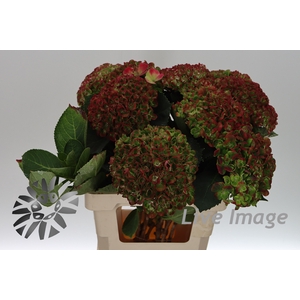 Hydrangea green revolution classic