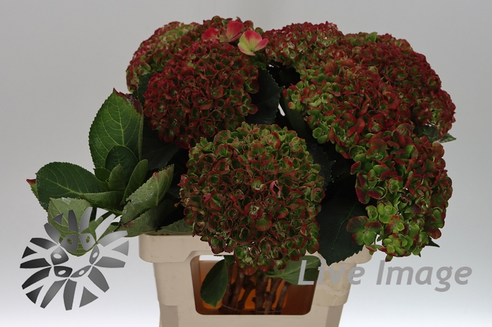 <h4>Hydrangea green revolution classic</h4>