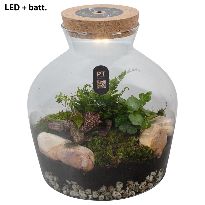 <h4>Arr.   Kamerplant Groen H%</h4>