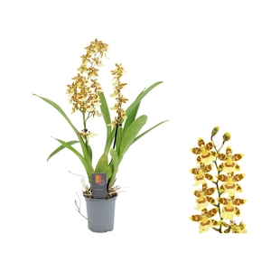 Inca Cambria Pacific Sunset 2 spike 9cm