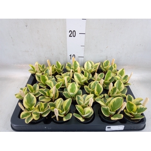 Peperomia obt. 'Obtipan Bicolor'