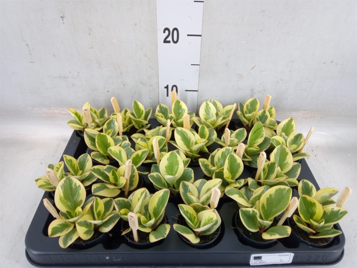 <h4>Peperomia obt. 'Obtipan Bicolor'</h4>