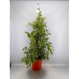 Ficus benja. 'Golden King'