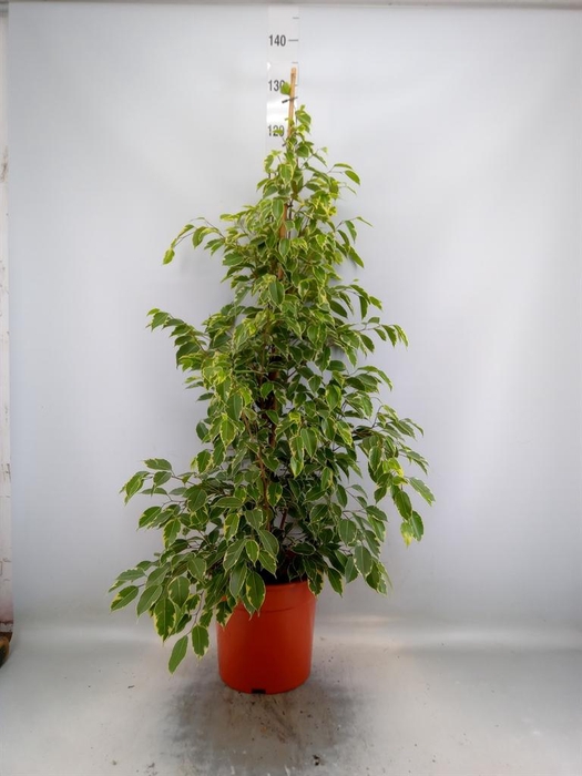 <h4>Ficus benja. 'Golden King'</h4>