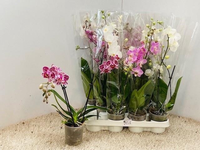<h4>PHAL GEM 6 KL</h4>