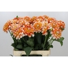 Dahlia Hapet Harmony