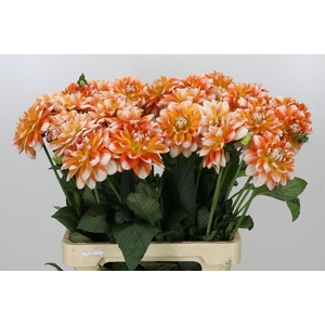 Dahlia Hapet Harmony