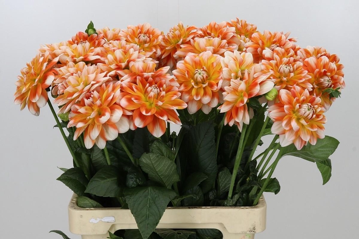 <h4>Dahlia Hapet Harmony</h4>