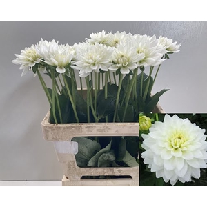 Dahlia Maarten Zwaan Punthuis