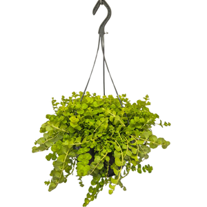 Hangpotten 23 cm Lysemachia