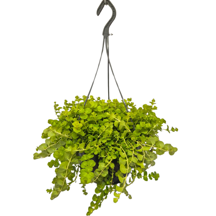 <h4>Hangpotten 23 cm Lysemachia</h4>