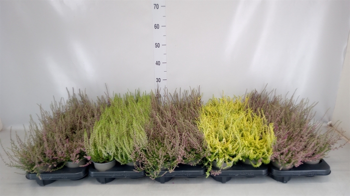 <h4>Calluna vulg.   ...</h4>