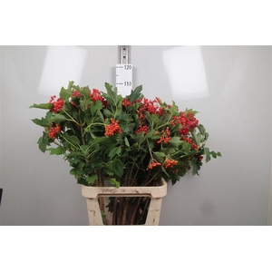 Viburnum Compactum Ex