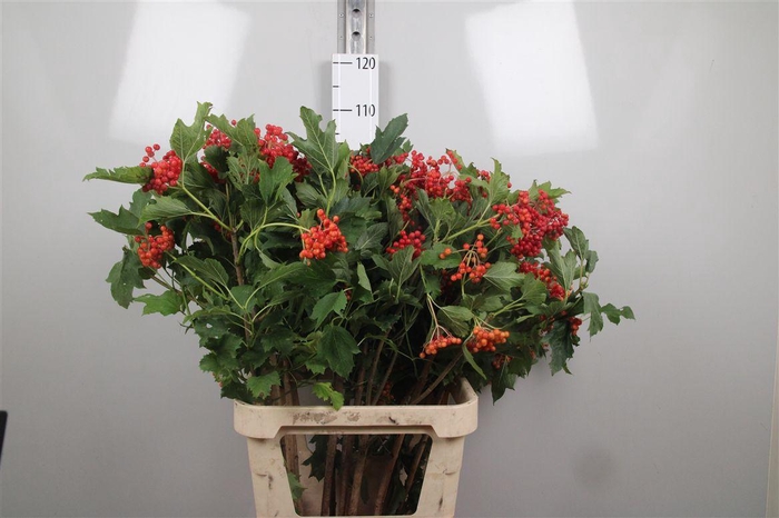 <h4>Viburnum Compactum Ex</h4>