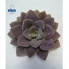 Echeveria Metallica Cutflower Wincx-8cm