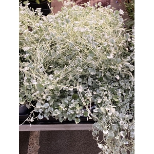 Dichondra arg. Silver Falls